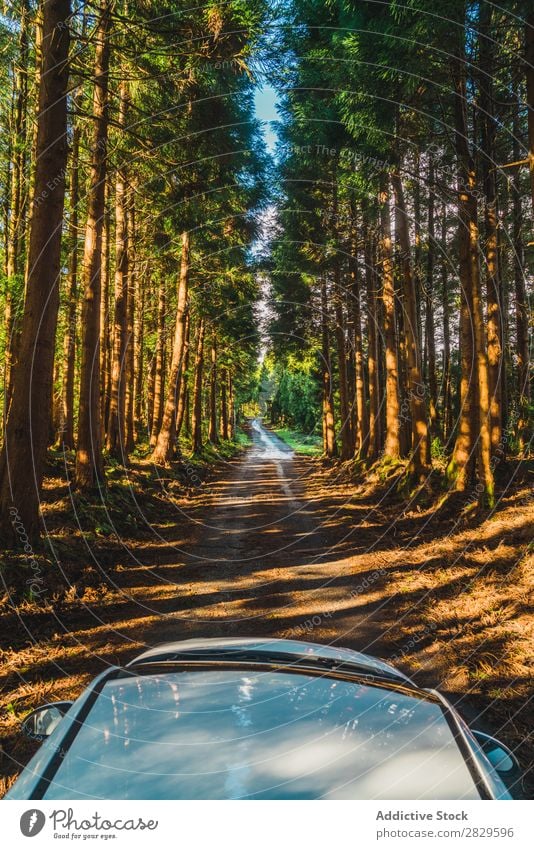 Autofahren durch den Wald PKW grün Straße ländlich Menschenleer weiß Dach Natur Umwelt Immergrün Wege & Pfade Reihen natürlich Jahreszeiten Pflanze Blatt Licht