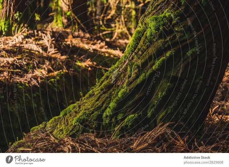 Große Truhe mit Moos Rüssel Wald grün Natur Umwelt natürlich Jahreszeiten Pflanze Blatt Licht frisch hell Tag Sonnenlicht Holz Wachstum Landschaft schön wild