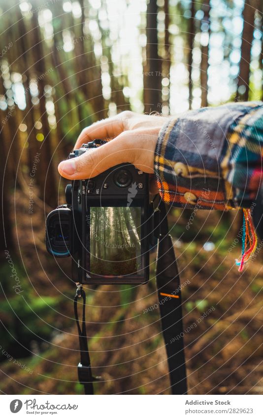 Handgemachte Aufnahme des Waldes Mensch Tourist grün Natur Fotokamera Schüsse nehmen Bildschirm Umwelt hübsch natürlich Jahreszeiten Pflanze Blatt Licht frisch