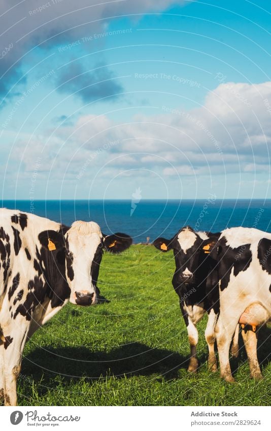 Kühe auf der Weide am Meer Kuh Feld grün Natur Wiese Fressen Seeküste Frühling Sommer Gras Landschaft Landwirtschaft ländlich Sonnenlicht Bauernhof schön Rasen