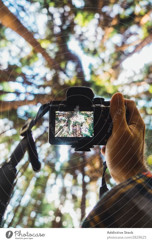 Handfeuerwaffen Baumspitzen Mensch Tourist Wald grün Natur Top Fotokamera Schüsse nehmen Bildschirm Umwelt hübsch natürlich Jahreszeiten Pflanze Blatt Licht