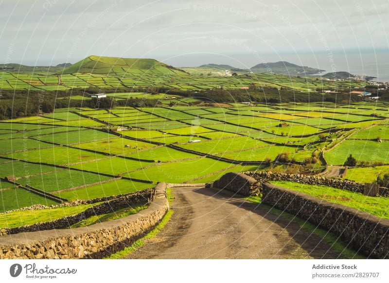 Grüne Wiesen im Sonnenlicht Grasland grün Küste Landschaft Natur Tal Feld Landwirtschaft Pflanze Ferien & Urlaub & Reisen üppig (Wuchs) ländlich Umwelt