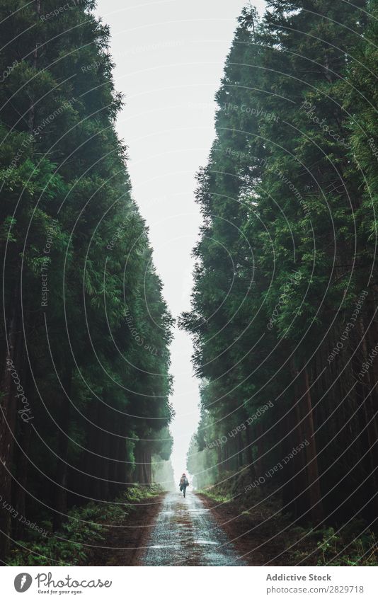 Junge Frau im sonnigen Wald hübsch grün Hut Natur Umwelt natürlich Jahreszeiten Pflanze Blatt Licht frisch hell Tag Sonnenlicht Holz Wachstum Rüssel Landschaft