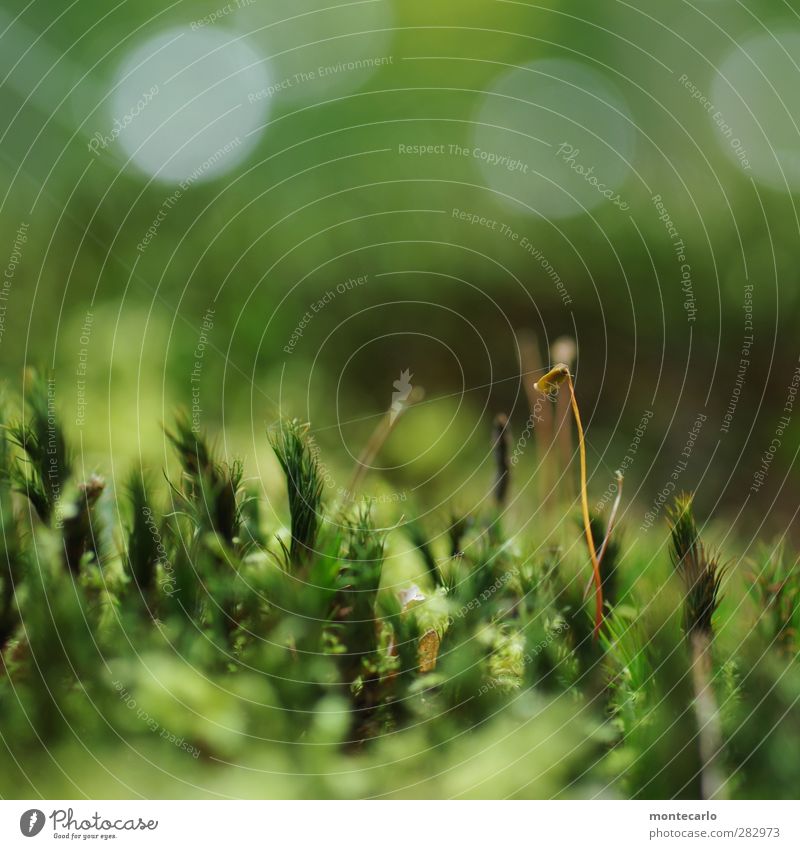 der seidene faden Umwelt Natur Pflanze Sommer Gras Moos Blüte Grünpflanze Wildpflanze Moosblüte Wald ästhetisch dünn authentisch einfach frisch hoch klein lang