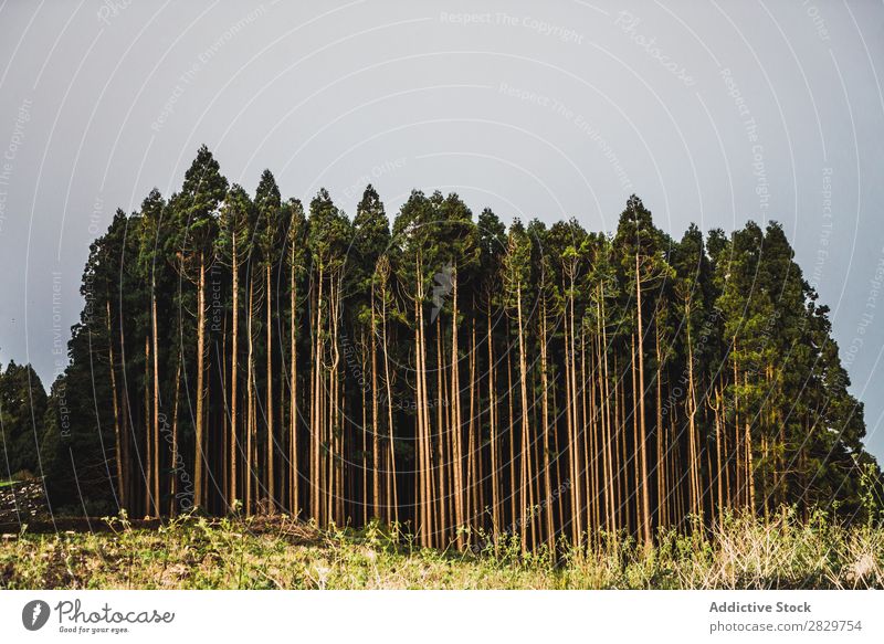 Hohe grüne Bäume in ruhigen Wäldern Wald hoch Baum Börde Jahreszeiten natürlich Natur Wildnis Umwelt Wolken Stimmung Himmel Wetter dunkel Sommer frisch