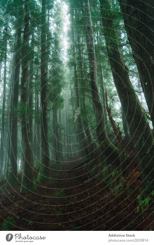 Grüner Wald mit hohen Bäumen grün Natur Landschaft Baum Rüssel Pflanze Park Jahreszeiten Nebel Ferien & Urlaub & Reisen Umwelt Szene schön Sommer natürlich