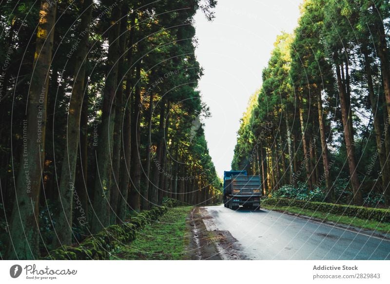 Lastwagenfahrt durch den Wald Straße Asphalt grün fahren groß Natur Umwelt natürlich Jahreszeiten Pflanze Blatt Licht frisch hell Tag Sonnenlicht Holz Wachstum