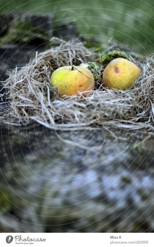 Herbstnest Lebensmittel Apfel Ernährung lecker süß Nest Osternest Gras Heu Farbfoto Außenaufnahme Menschenleer Textfreiraum unten Schwache Tiefenschärfe