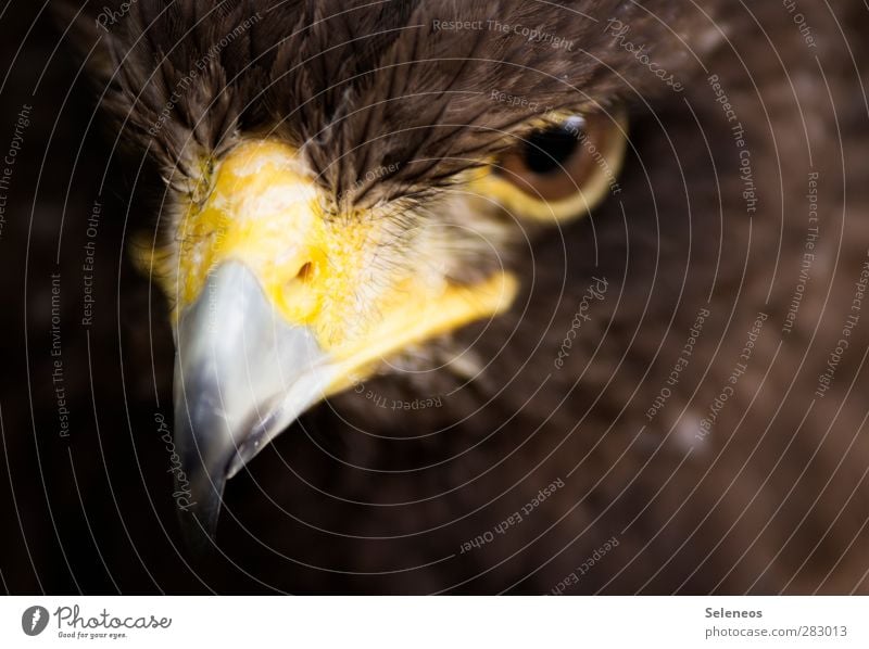 gute Sicht Freiheit Auge Umwelt Natur Tier Wildtier Vogel Tiergesicht Schnabel Feder gefiedert 1 ästhetisch bedrohlich nah natürlich Farbfoto Außenaufnahme Tag