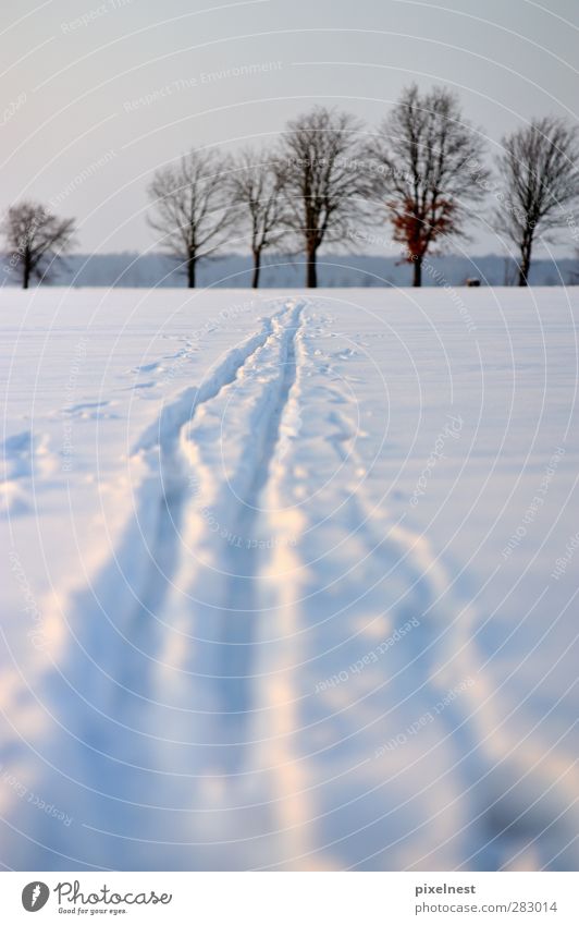 Der Weg ist das Ziel Winter Schnee Sport Wintersport Skifahren Baum kalt weiß Erholung Loipe Skilanglauf Spuren Schneelandschaft wegweisend spurenlesen