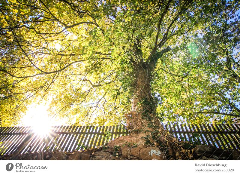 Momente der Ruhe Natur Wolkenloser Himmel Frühling Herbst Schönes Wetter Pflanze Baum Garten Park blau gelb grün schwarz weiß Zaun herbstlich Herbstbeginn