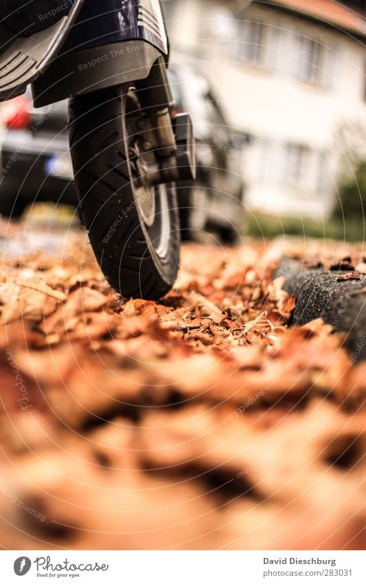 Jahreszeitbedingte Rutschgefahr Herbst schlechtes Wetter Blatt Verkehr Verkehrsmittel Verkehrswege Straßenverkehr Autofahren Wege & Pfade Kleinmotorrad braun