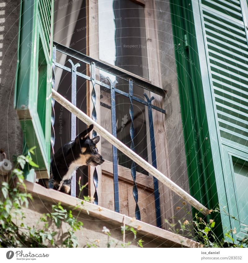 Große Klappe Ferien & Urlaub & Reisen Tourismus Ausflug Valldemossa Dorf Altstadt bevölkert Fassade Fenster Tier Haustier Hund 1 Aggression klein Bellen laut