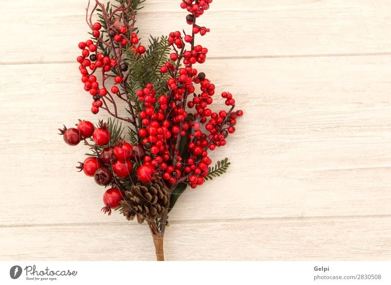 Rote Früchte auf dem Ast Weihnachten zur Dekoration Frucht Winter Dekoration & Verzierung Feste & Feiern Weihnachten & Advent Natur Pflanze Baum Blatt Holz neu