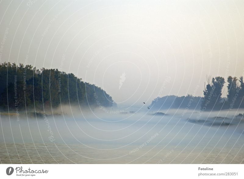 Nebel am Morgen, vertreibt Kummer und Sorgen Umwelt Natur Landschaft Tier Urelemente Wasser Himmel Wolkenloser Himmel Herbst Pflanze Baum Küste Flussufer hell