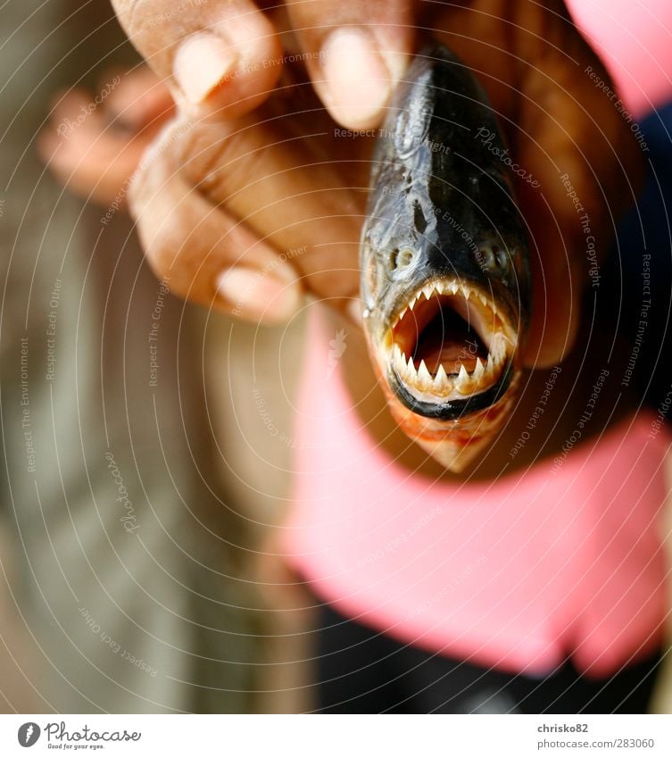 Piranha Natur Urwald Flussufer Santarem Brasilien Südamerika Kleinstadt Hafenstadt Tier Wildtier Totes Tier Fisch Schuppen 1 fangen festhalten Fressen