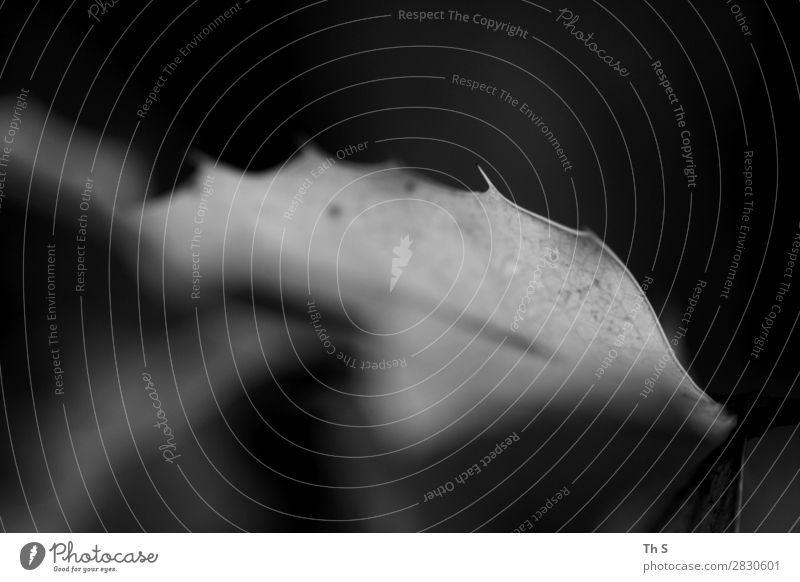 Blatt Natur Pflanze Herbst Winter Bewegung verblüht ästhetisch authentisch einfach elegant natürlich grau schwarz weiß Gelassenheit geduldig ruhig einzigartig