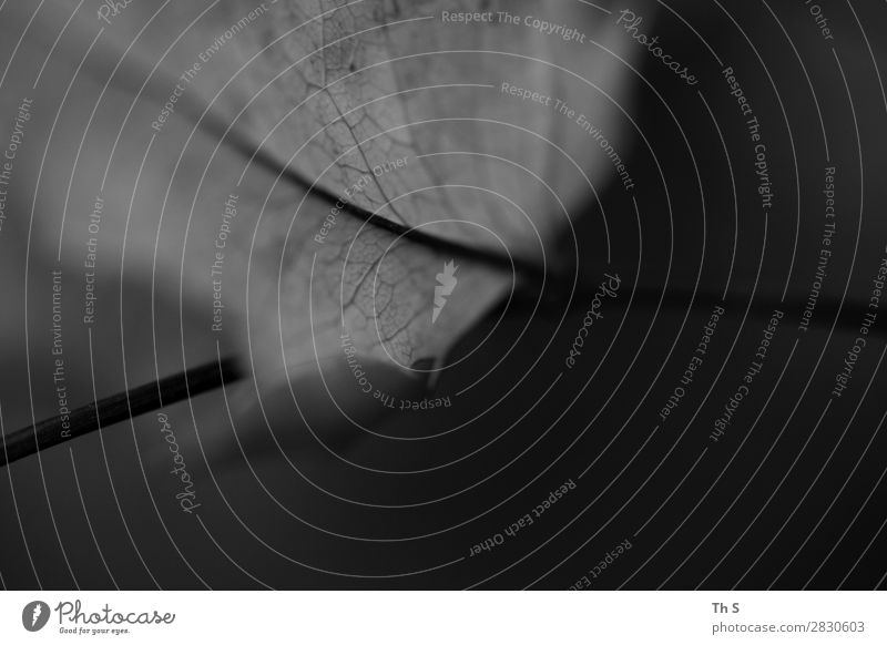 Blatt Natur Pflanze Herbst Winter verblüht ästhetisch authentisch einfach elegant nah natürlich grau schwarz weiß Gelassenheit geduldig ruhig einzigartig Ast