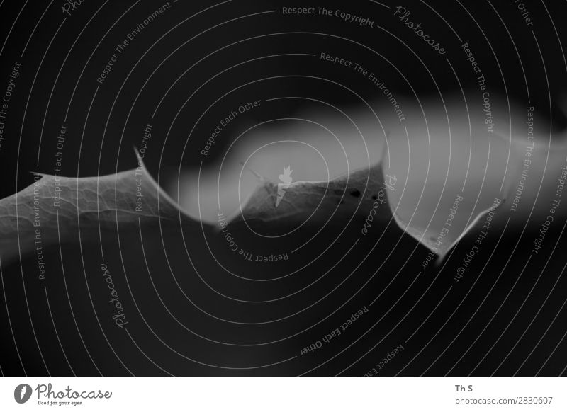 Blatt Natur Pflanze Herbst Winter verblüht ästhetisch authentisch einfach elegant natürlich grau schwarz weiß Gelassenheit geduldig ruhig einzigartig