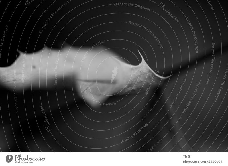 Blatt Natur Pflanze Herbst Winter Bewegung verblüht ästhetisch authentisch einfach elegant natürlich schön grau schwarz weiß Gelassenheit geduldig ruhig