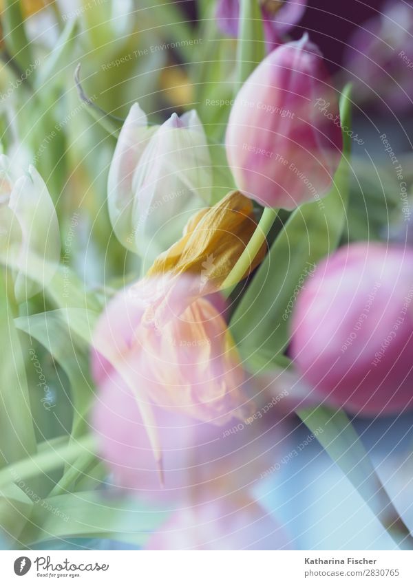 Tulpen in rosa und weiß Kunst Natur Pflanze Frühling Sommer Herbst Winter Blume Blatt Blüte Blumenstrauß Blühend leuchten gelb grün violett orange türkis