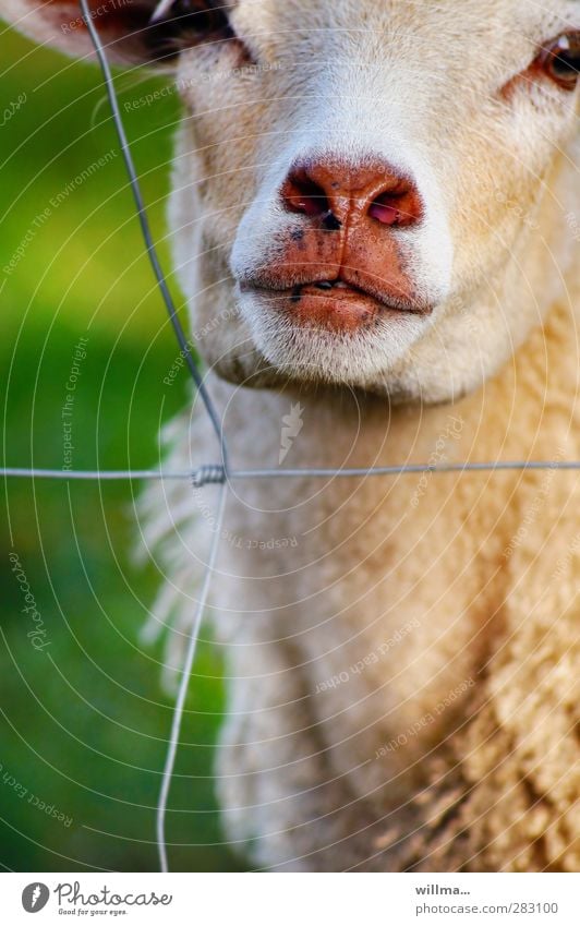 Schaf hinter einem Drahtzaun Gitter beobachten Blick Neugier niedlich Schnauze feucht feuchtkalt Fell Zaun gefangen Tier Nutztier Tiergesicht