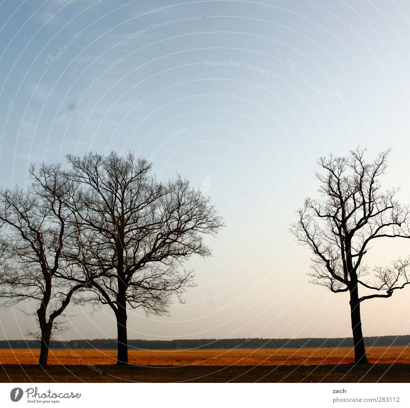 Brandenburg Umwelt Natur Landschaft Pflanze Himmel Wolkenloser Himmel Herbst Winter Schönes Wetter Baum Wiese Feld Straße Wege & Pfade blau Vergänglichkeit