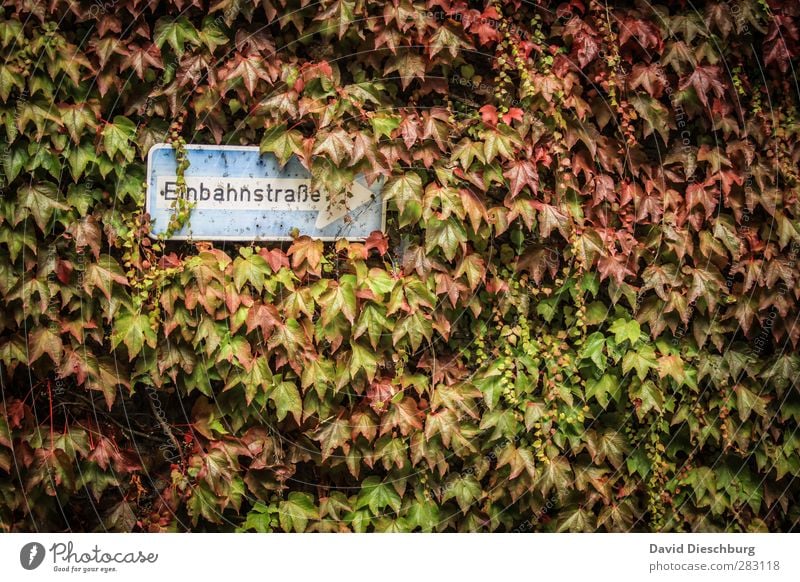 Herbst vs. STVO Natur Pflanze Tier Schönes Wetter Efeu Blatt Verkehr Straßenverkehr Verkehrszeichen Verkehrsschild blau braun mehrfarbig gelb grün orange rot