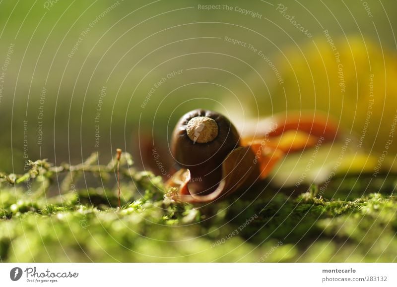 herbstfrucht Umwelt Natur Pflanze Sonne Sonnenlicht Herbst Moos Grünpflanze Wildpflanze Eicheln authentisch einfach frisch klein natürlich rund trocken Wärme