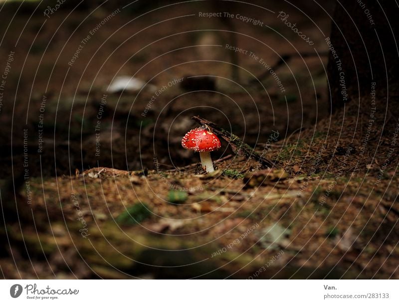 Ein Männlein steht im Walde... Natur Pflanze Erde Herbst Pilz Fliegenpilz Blatt Tannennadel Zweig braun rot Gift Farbfoto Gedeckte Farben Außenaufnahme