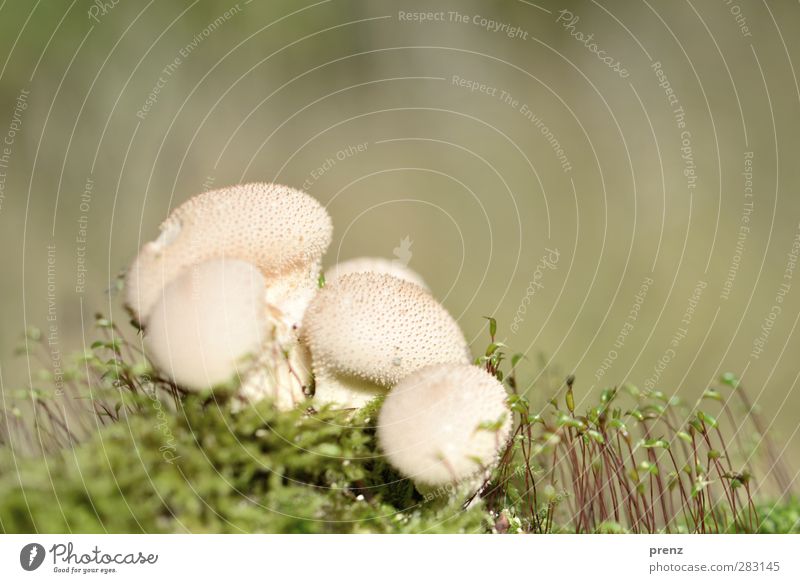 Boviste auf Moos Umwelt Natur Pflanze Herbst Schönes Wetter Wildpflanze grün weiß Pilz Pilzkopf Bovisten mehrere Farbfoto Außenaufnahme Nahaufnahme