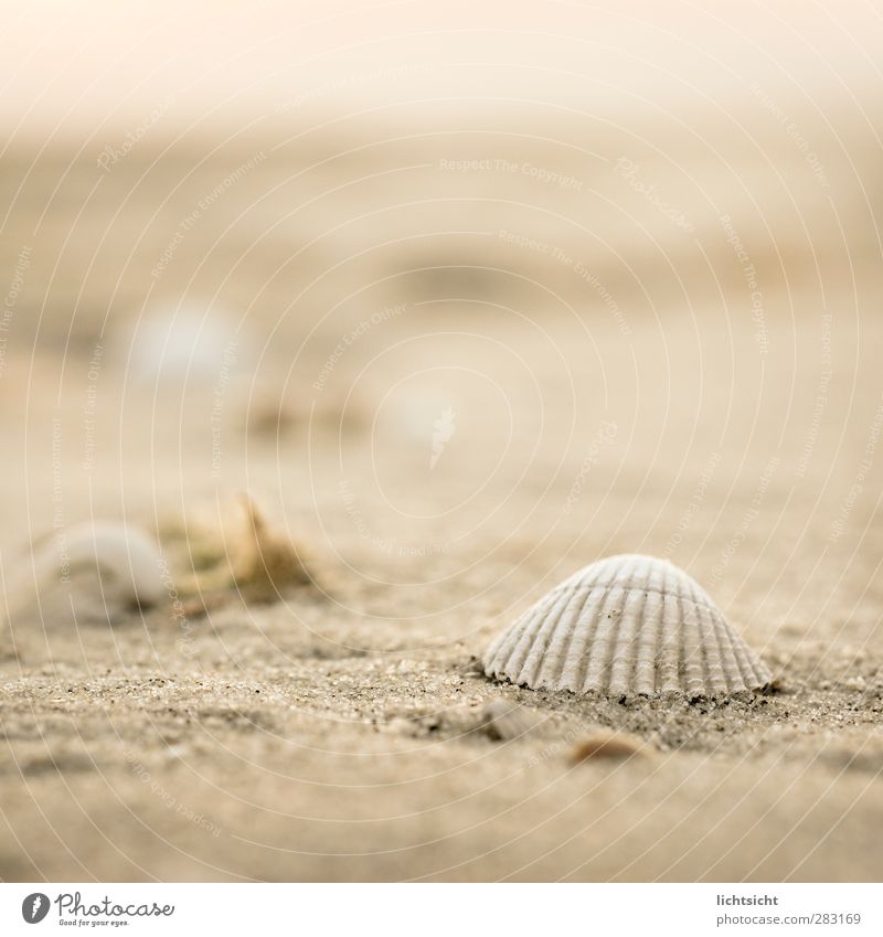 SandMeer II Natur Landschaft Urelemente Schönes Wetter Küste Strand Nordsee Ostsee Insel Warmherzigkeit Ferne Muschel Muschelschale Strandgut Herzmuschel