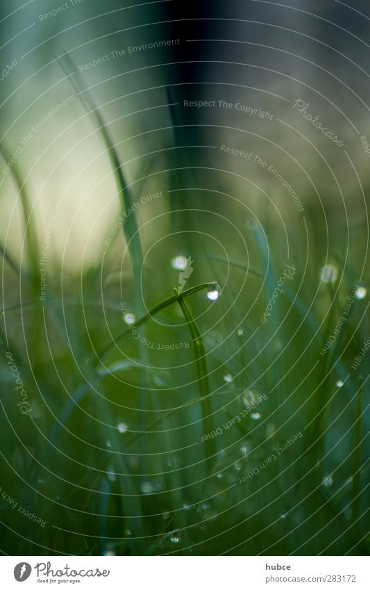 afterrain Natur Pflanze Sommer Gras Blatt Wildpflanze Wiese Wasser dunkel einfach Gesundheit nass saftig wild grün Gefühle Stimmung ruhig Entschlossenheit