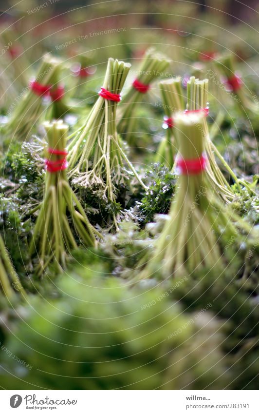 Peters Lilientanz Petersilie Vegetarische Ernährung Gesunde Ernährung Nutzpflanze Küchenkräuter frisch Gesundheit grün rosa rot Kräuter & Gewürze Bündel