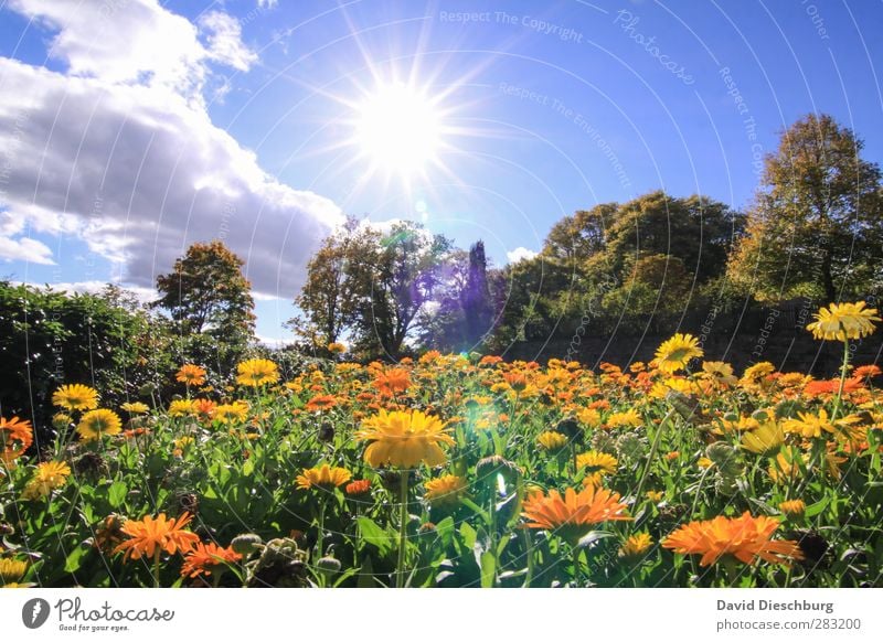 Ein schöner Tag Natur Pflanze Tier Himmel Wolken Frühling Sommer Schönes Wetter Baum Blume Blatt Blüte Garten Park Wiese blau mehrfarbig gelb grün orange weiß