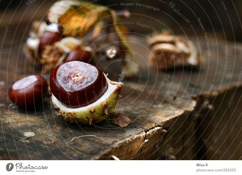 Herbst Natur Wald braun Kastanienbaum Kastanienblatt Holz Baumstamm Jahresringe Baumfrucht Hülle offen Farbfoto Außenaufnahme Nahaufnahme Menschenleer