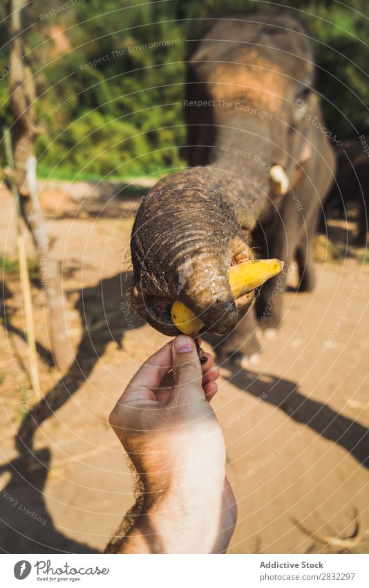 Elefanten-Zugkoffer für die Behandlung Natur groß wild Tier Park Rüssel ziehend Korb Leckerbissen Tierwelt Säugetier natürlich Ferien & Urlaub & Reisen