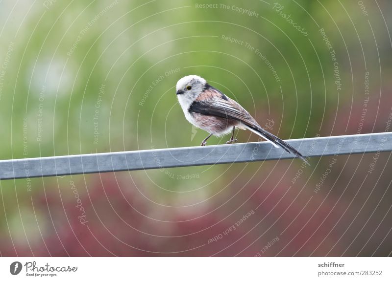 Gelände(r)gängig Tier Wildtier Vogel 1 schön klein Meisen Singvögel Schwanzmeise Treppengeländer Einsamkeit Außenaufnahme Menschenleer Textfreiraum links