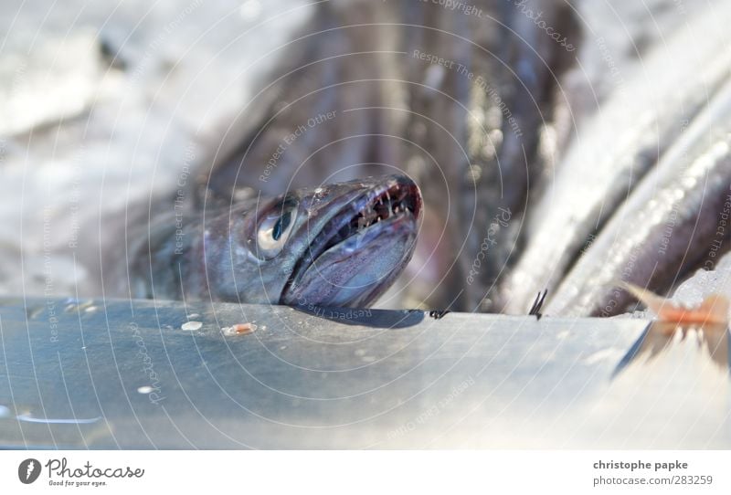 Toller Hecht Fisch Ferien & Urlaub & Reisen Handel Nutztier Totes Tier Tiergesicht 1 Tod tiefgekühlt speisefisch Fischmarkt Supermarkt tiefkühltheke frisch