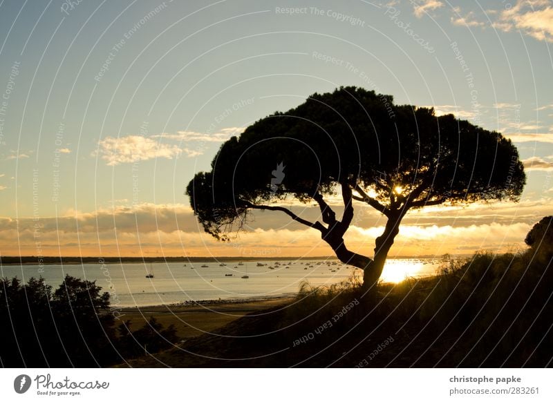 nirgendwo in afrika Ferien & Urlaub & Reisen Sommer Sommerurlaub Sonne Strand Himmel Sonnenaufgang Sonnenuntergang Pflanze Baum Küste Hafen Umwelt Kitsch Pinie