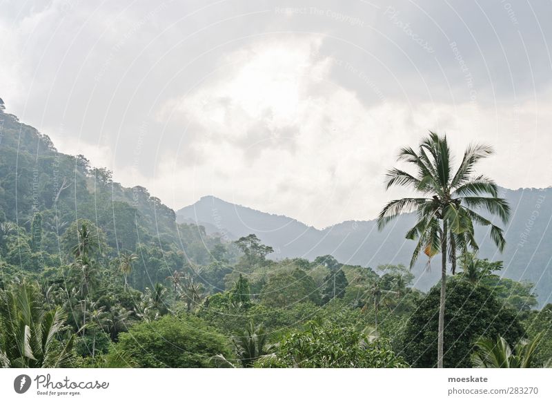 Primärwald Ferien & Urlaub & Reisen Tourismus Abenteuer Ferne Expedition Sommer Sonne Insel Berge u. Gebirge Umwelt Natur Landschaft Pflanze Urelemente Luft