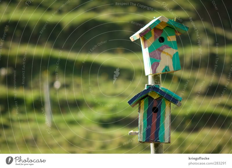 Wohnheimplatz Maler Natur Wiese Hügel Haus Vogel mehrfarbig Vogelhaus Tierliebe Heimat schief Farbfoto Außenaufnahme Menschenleer Textfreiraum links Tag