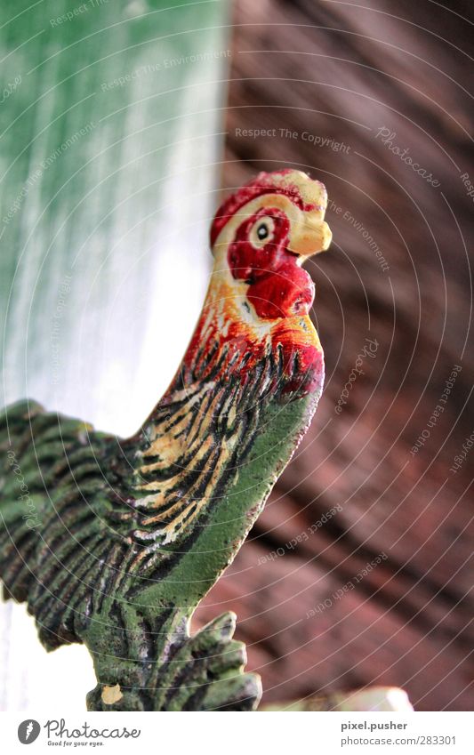 Österreich Gockl Suppe Eintopf Design Jagd Tourismus Ausflug Berge u. Gebirge Haus einrichten Dekoration & Verzierung Tier Vogel Flügel Huhn Hahn 1 stehen Glück