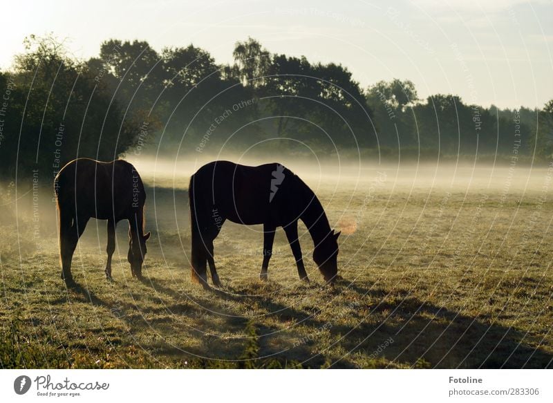 früh, so früh Umwelt Natur Landschaft Pflanze Tier Himmel Wolkenloser Himmel Herbst Nebel Baum Gras Wiese Feld hell kalt natürlich Pferd Weide Fressen Farbfoto