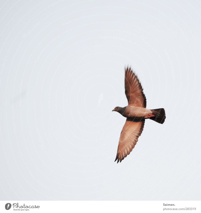 taubö Natur Luft Tier Vogel 1 fliegen Freiheit Taube Himmel Flügel Feder Farbfoto Außenaufnahme Textfreiraum links Textfreiraum oben Tag Licht Vogelperspektive