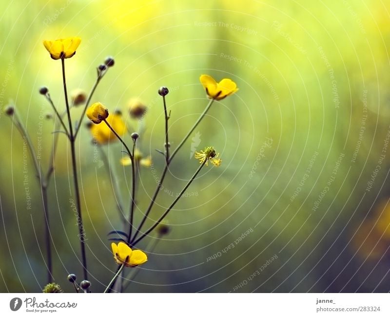 wiesenblumen Natur Pflanze Gras Wiese gelb grün Farbfoto mehrfarbig Nahaufnahme Licht Sonnenlicht Unschärfe