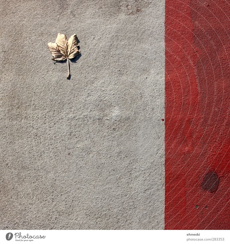 Urban Nature Herbst Blatt Ahornblatt Wege & Pfade Bürgersteig Beton Linie rot Einsamkeit Verfall Farbfoto Außenaufnahme abstrakt Muster Strukturen & Formen