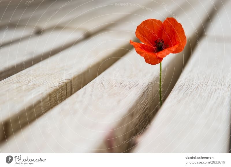 durch die Bank Umwelt Natur Pflanze Blume Blüte Holz rot einzigartig Überleben Wachstum Klatschmohn Mohnblüte Gedeckte Farben Menschenleer Textfreiraum links