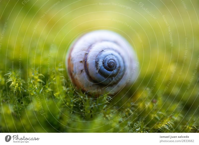 Schnecke in der Natur Riesenglanzschnecke Tier Wanze weiß Insekt klein Panzer Spirale Pflanze Garten Außenaufnahme zerbrechlich niedlich Beautyfotografie