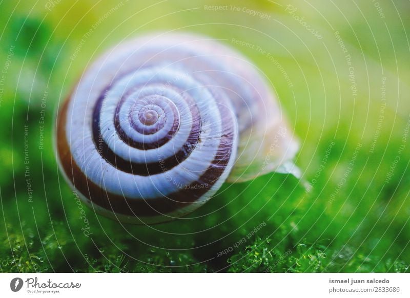 Schnecke in der Natur Riesenglanzschnecke Tier Wanze weiß Insekt klein Panzer Spirale Pflanze Garten Außenaufnahme zerbrechlich niedlich Beautyfotografie